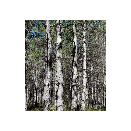 Collection image for: Destacadas