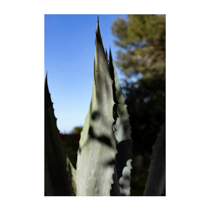 Collection image for: Naturaleza