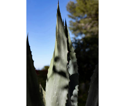 Pita en jardín con luces y sombras