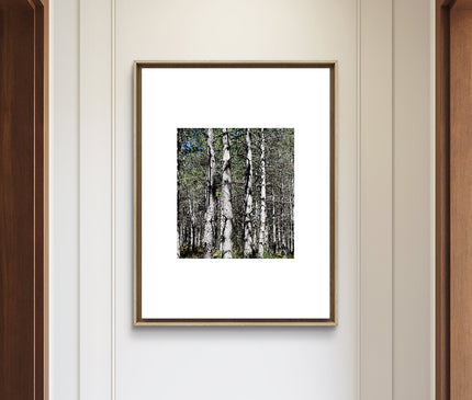 07 Bosque arbolado de Pino Rodeno
