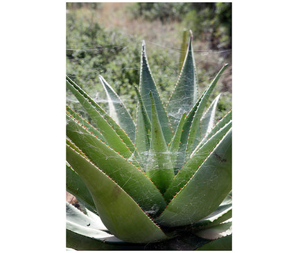 Aloe en jardín con tela de araña 
