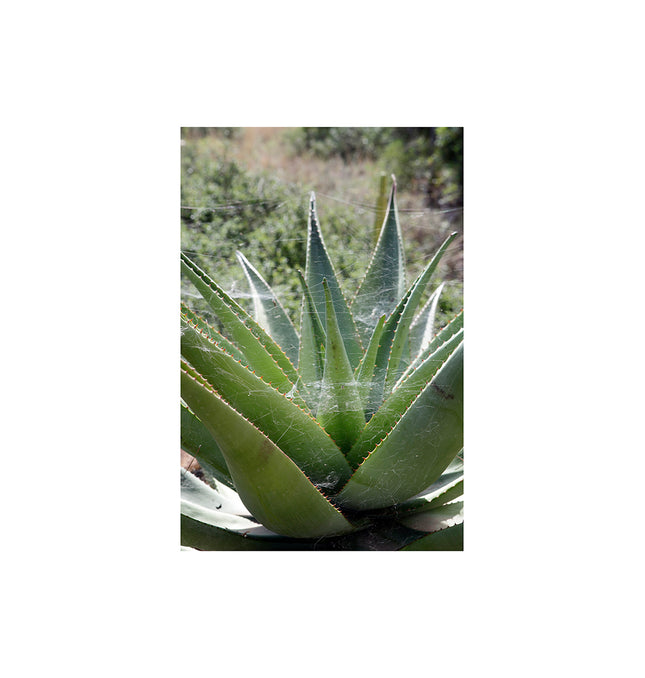 Aloe en jardín con tela de araña 