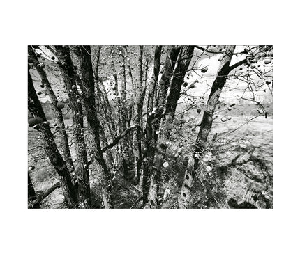  Estado del árbol Palo verde en invierno. Fotografía en blanco y negro