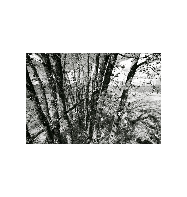  Estado del árbol Palo verde en invierno. Fotografía en blanco y negro