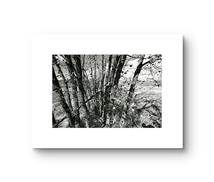 13 Árbol Palo verde