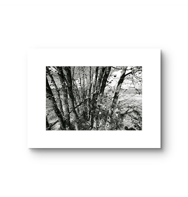 13 Árbol Palo verde
