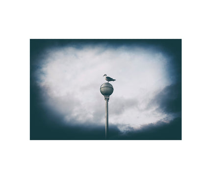 Gaviota sobre farola en el paseo de la Concha de San Sebastián en un día nublado 