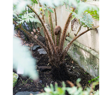 Helecho en jardín interior