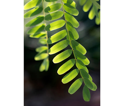 Hojas verdes de árbol en contraluz