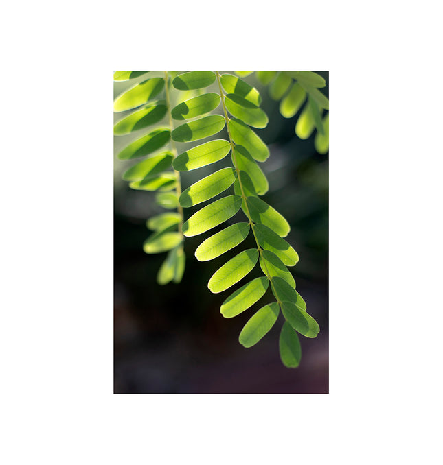 Hojas verdes de árbol en contraluz