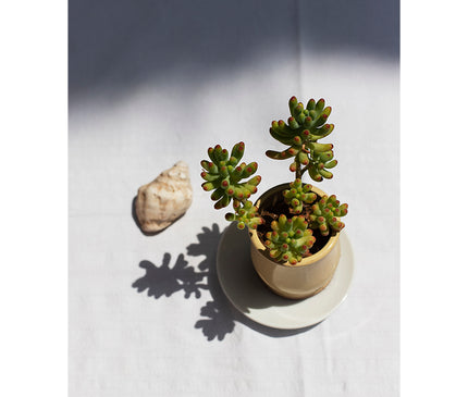 Pequeños aloes y caracola en mesa de adorno