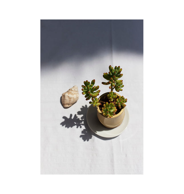 Pequeños aloes y caracola en mesa de adorno