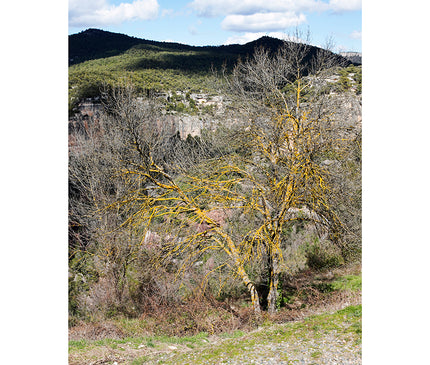 Paisaje con árbol amarillo en Mas de Pastores provincia de  en Teruel