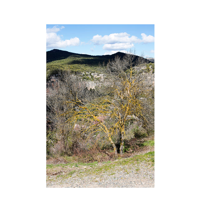 Paisaje con árbol amarillo en Mas de Pastores provincia de  en Teruel