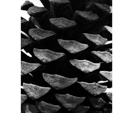 Abstracción de una piña en blanco y negro