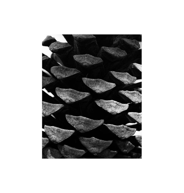 Abstracción de una piña en blanco y negro
