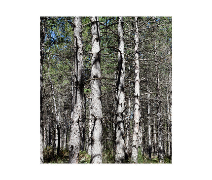 Pino Rodeno en bosque de Mas de Pastores provincia de Teruel