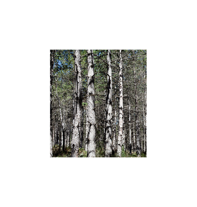 Pino Rodeno en bosque de Mas de Pastores provincia de Teruel