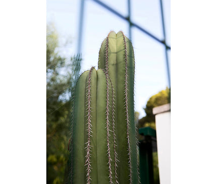 Cactus en jardín con valla delante en Dénia