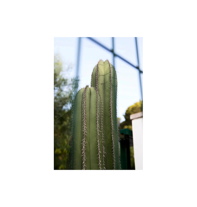 Cactus en jardín con valla delante en Dénia